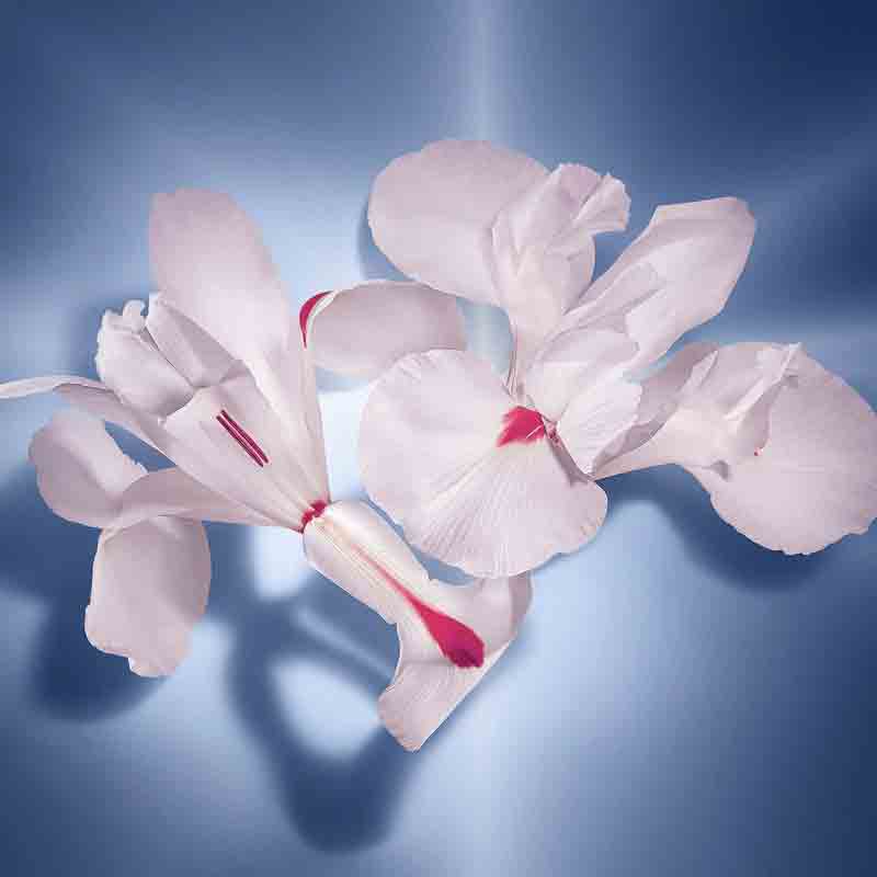 Lancome La Vie Est Belle EDP - Image 3
